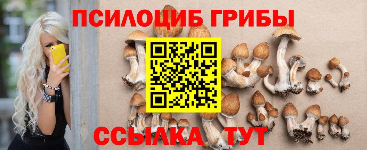 Псилоцибиновые грибы Cubensis Прохладный